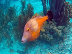 Whitespot Filefish (12